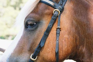 キタサンブラック祭りで「種付け料」爆上げ必至！産駒が皐月賞無敗V＆