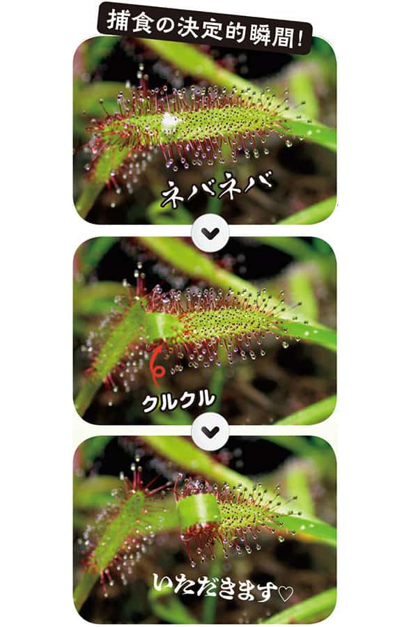 食虫植物「ナガバノイシモチソウ」が捕食している瞬間。腺毛から分泌される甘い香りの粘液に誘われて虫が近寄ると……ネバネバで身動きが取れなくなり、1日かけて葉がクルッと巻きつく
