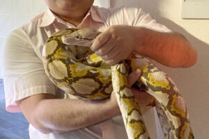 インドネシアで女性が丸飲みに！　日本でも個体の脱走が相次ぐ恐怖の「アミメ…