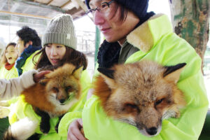 「自作自演」と指摘されたキツネ村「動画騒動」キツネを蹴っていたことも判明…