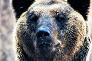 まさかりで頭骨を打ち破って半死のクマを乱打…島に泳いで逃げたヒグマ撃退記…