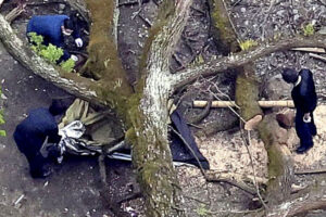 キャンプ場で倒木直撃、女性死亡…知っておくべき「テントを張ってはいけない…