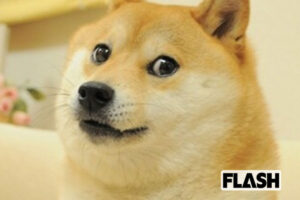 世界一有名な柴犬「かぼす」NFTで画像を売ったら4億7000万円！飼い主…