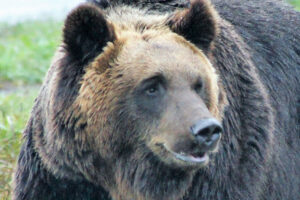 凶悪ヒグマにぶち殺された巡査、最後の言葉は「万歳！」だった【北海道警・初…