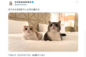 「倫理観おかしい」もちまる日記、ホテルのベッドに猫が排泄した姿を撮影し非…