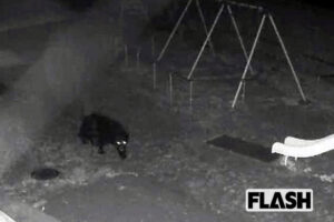 市街地近くで育った「アーバンベア」、過疎化団地に進出する“新世代”全国で…