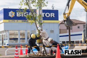 【目撃撮】ビッグモーターがついに「植樹」を開始！　街路樹問題で家宅捜索の…