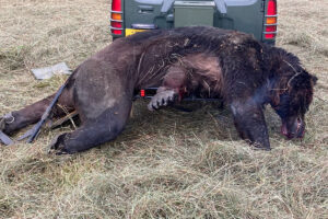 専用ページ 熊牙 北海道ヒグマ 特大 (7点) 心臓や尻肉を手当たり次第えぐられ…ヒグマに襲われ牛8頭死傷、北海道