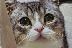 もちまる日記、YouTube引退宣言で飼い猫に「穏やかな日々を」集まる心配…炭酸水騒動・救急搬送 “密着” が物議、登録者も1年半で15万人減