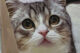 もちまる日記、YouTube引退宣言で飼い猫に「穏やかな日々を」集まる心配…炭酸水騒動・救急搬送 “密着” が物議、登録者も1年半で15万人減