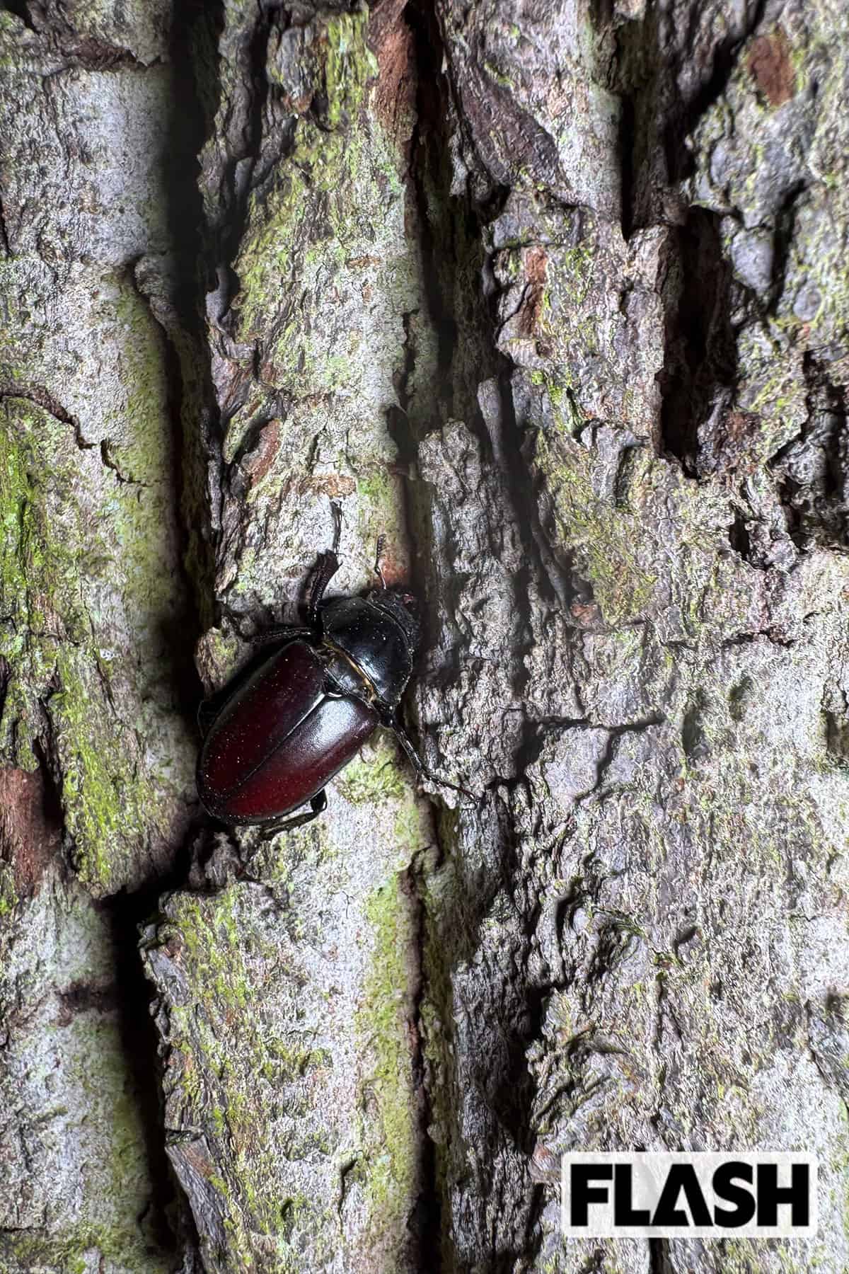 樹液についていたケルブスのメス