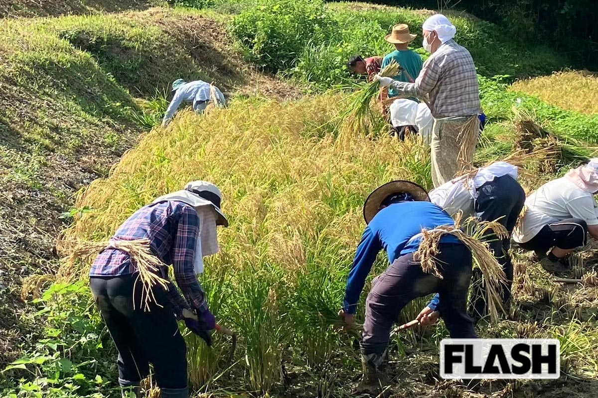 「鴨川自然王国」での稲刈り