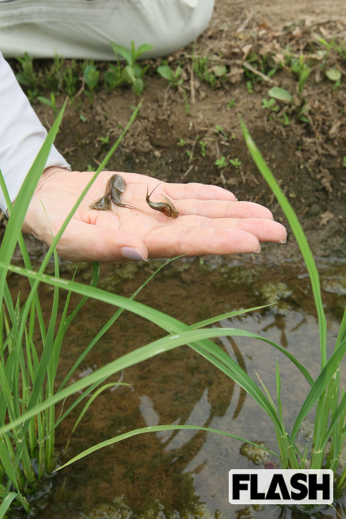 カブトエビは農薬に弱く、生息していることが安全、安心の証しだ