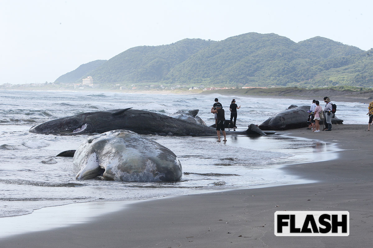 【海岸には腐敗臭】千葉・館山にマッコウクジラ4頭漂着…歯を死体から切り取る人たちの「意外な目的」とは