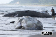 【海岸には腐敗臭】千葉・館山にマッコウクジラ4頭漂着…歯を死体から切り取…