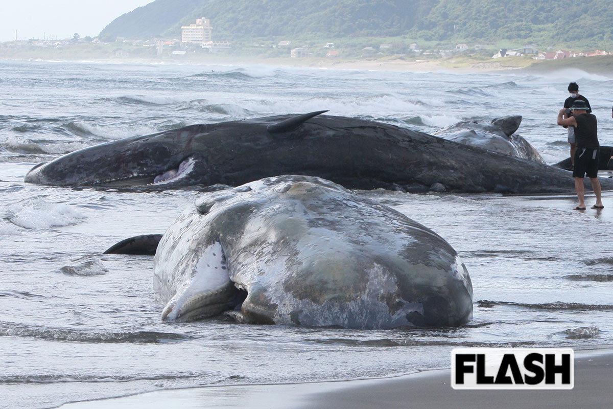 千葉・館山にマッコウクジラ4頭漂着で辺りは腐敗臭＆歯を持ち去る人も…管轄…