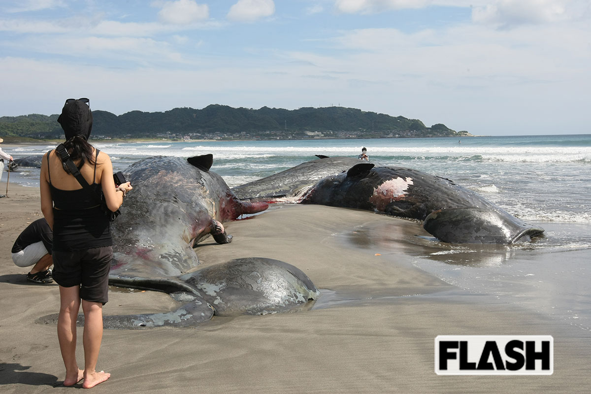 2025年7月30日、千葉県館山市の平砂浦海岸に漂着した4頭のマッコウクジラ（写真・保坂駱駝）