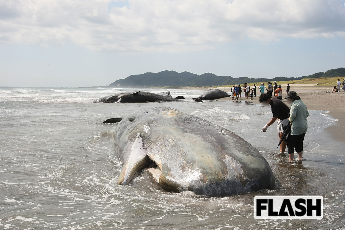 2025年7月30日、千葉県館山市の平砂浦海岸に漂着した4頭のマッコウクジラ（写真・保坂駱駝）