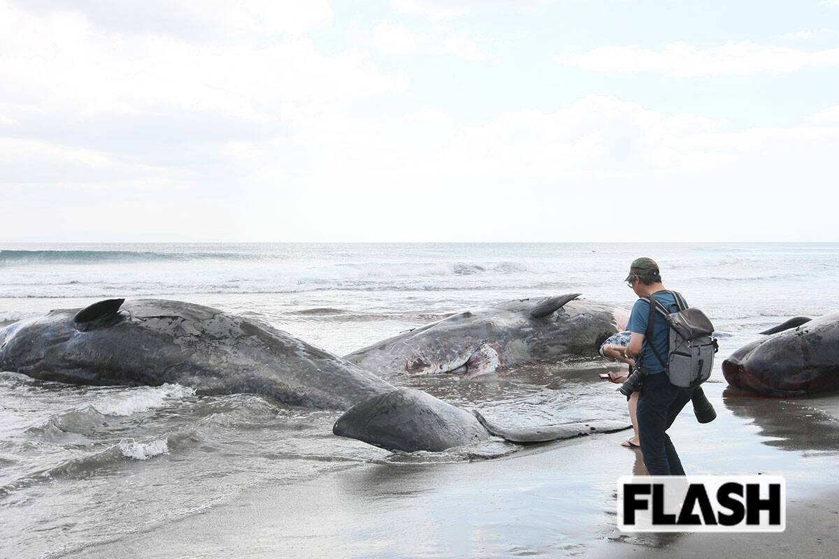 2025年7月30日、千葉県館山市の平砂浦海岸に漂着した4頭のマッコウクジラ（写真・保坂駱駝）