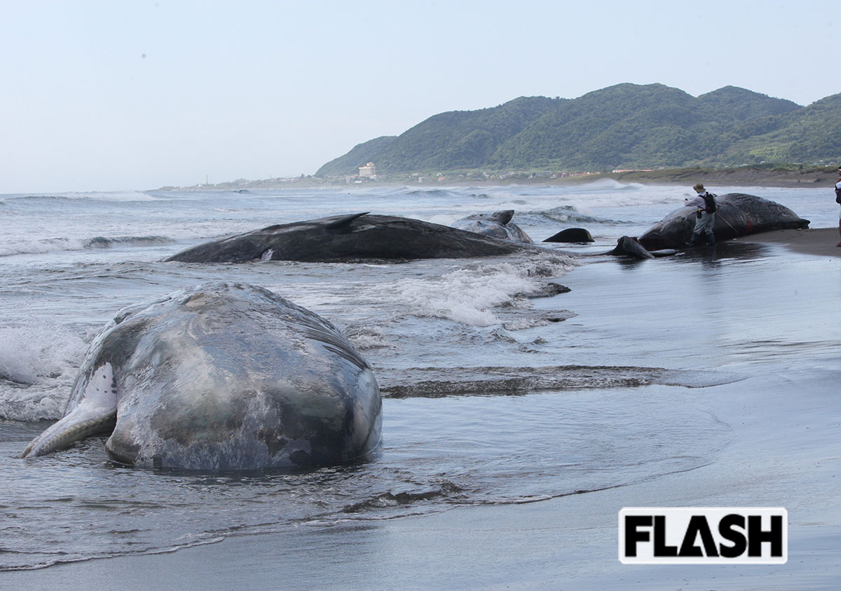 2025年7月30日、千葉県館山市の平砂浦海岸に漂着した4頭のマッコウクジラ（写真・保坂駱駝）