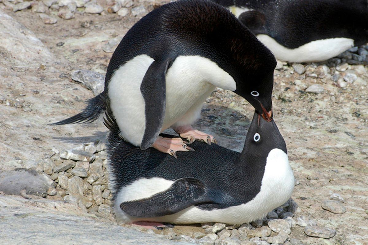 アデリーペンギン/見た目にだまされるな(写真・TED MEAD/getty images)
