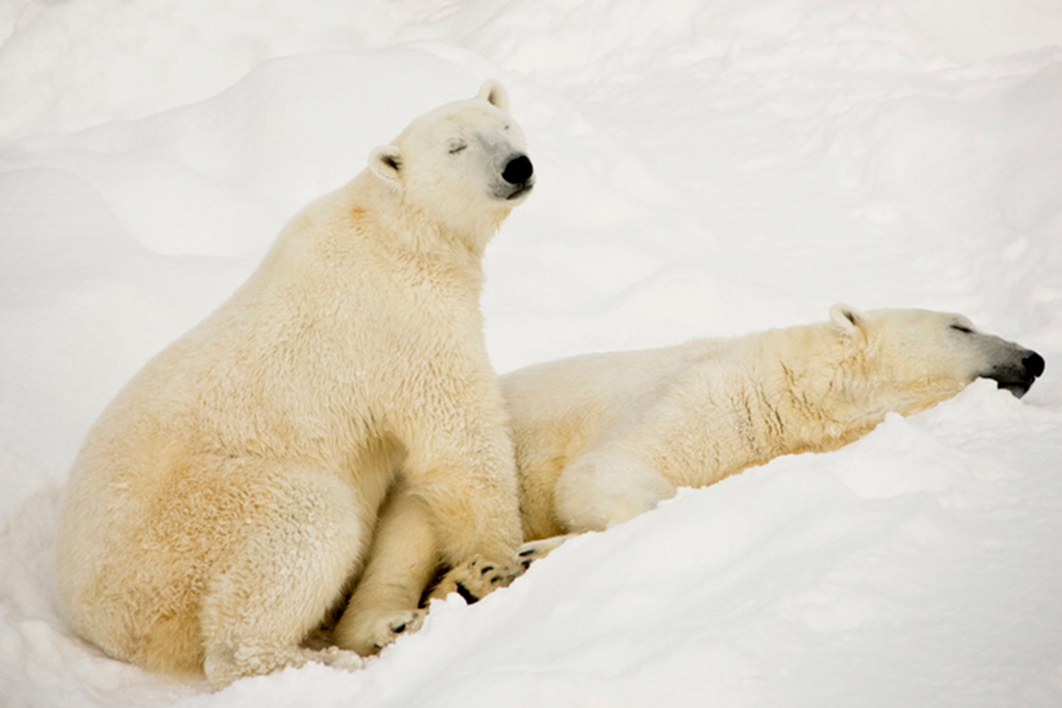 ホッキョクグマ/“OKサイン”を嗅ぎ、体力で挑め(写真・ naomiwoods/getty images)