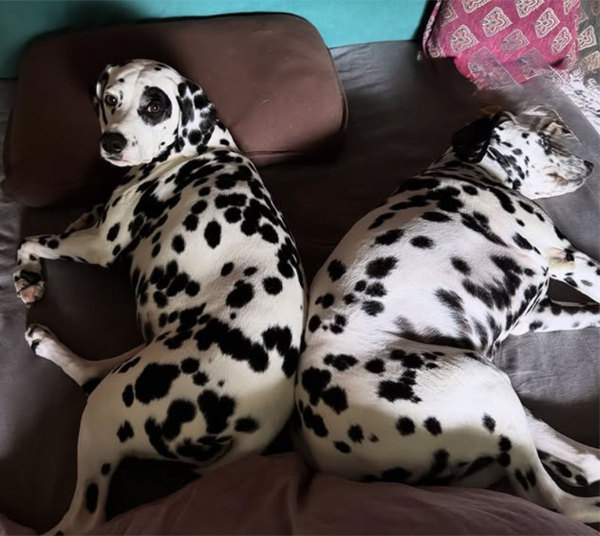 高岡早紀はInstagramにたびたび愛犬である2頭のダルメシアンの写真を投稿している（5月26日投稿の高岡早紀のInstagram「saki_takaoka」より）