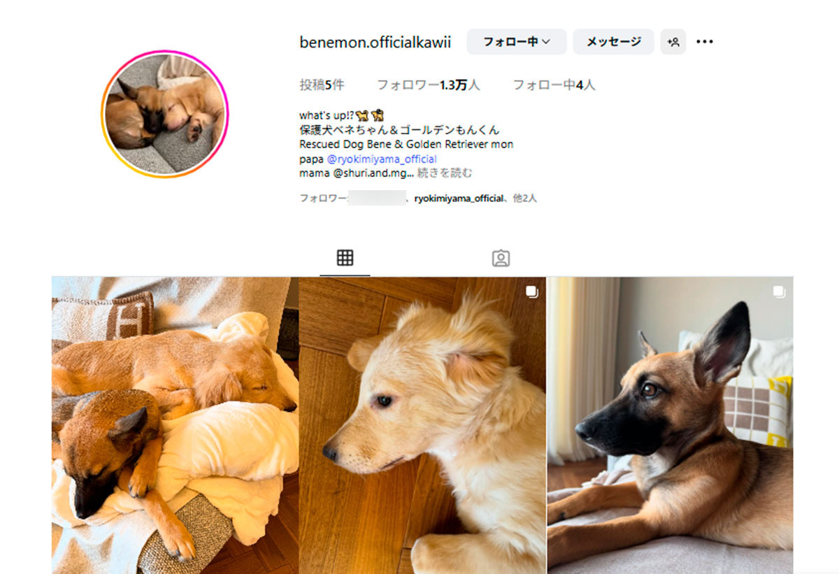保護犬の写真をアップする三山凌輝と趣里(Instagramの夫婦共同アカウントより)