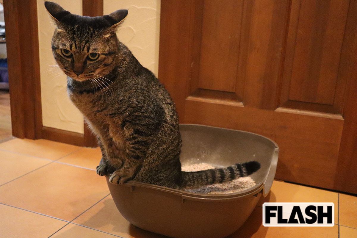 梅干しの種を100%アップサイクル!…「廃棄物をなくしたい」愛猫家社長が開発した消臭効果抜群の「ネコ砂」