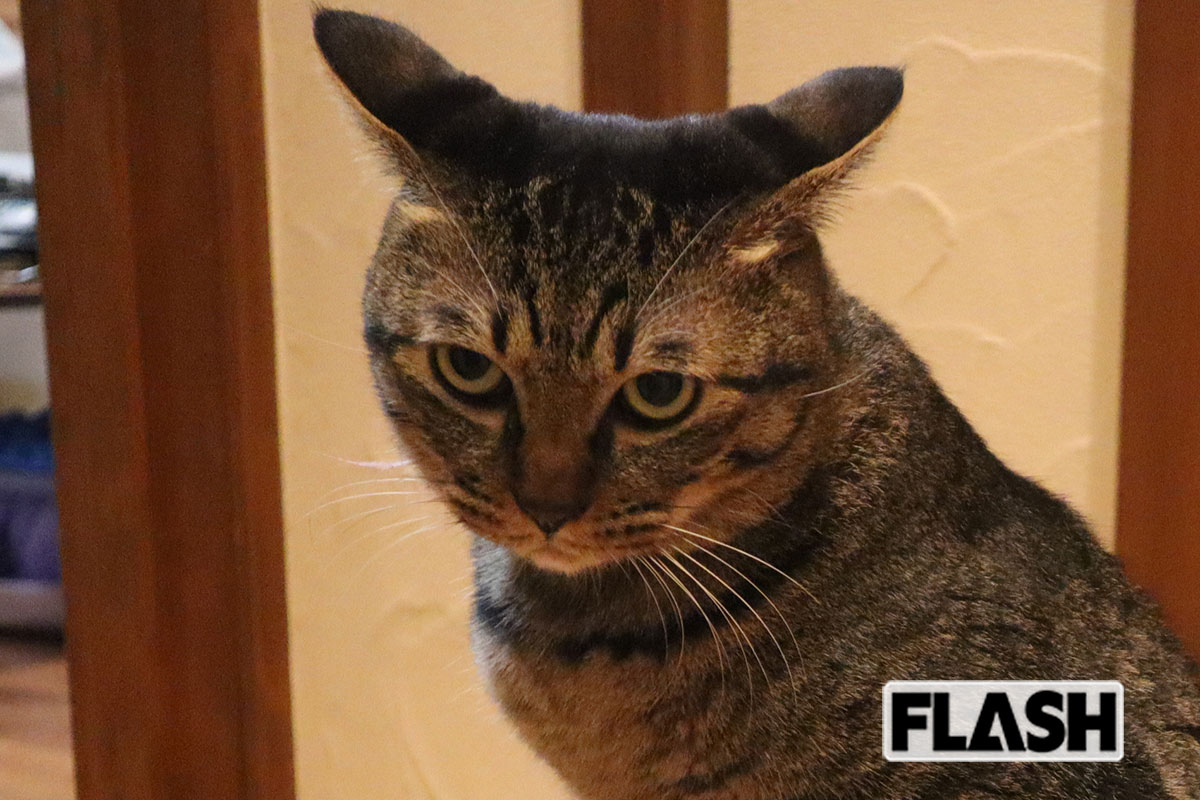 梅干しの種を100％アップサイクル！…「廃棄物をなくしたい」愛猫家社長が…