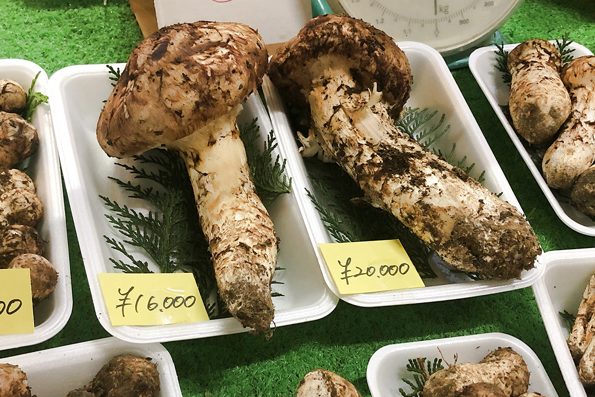 マツタケは冷凍すると、生の状態より風味がしっかり残る（写真・AC）