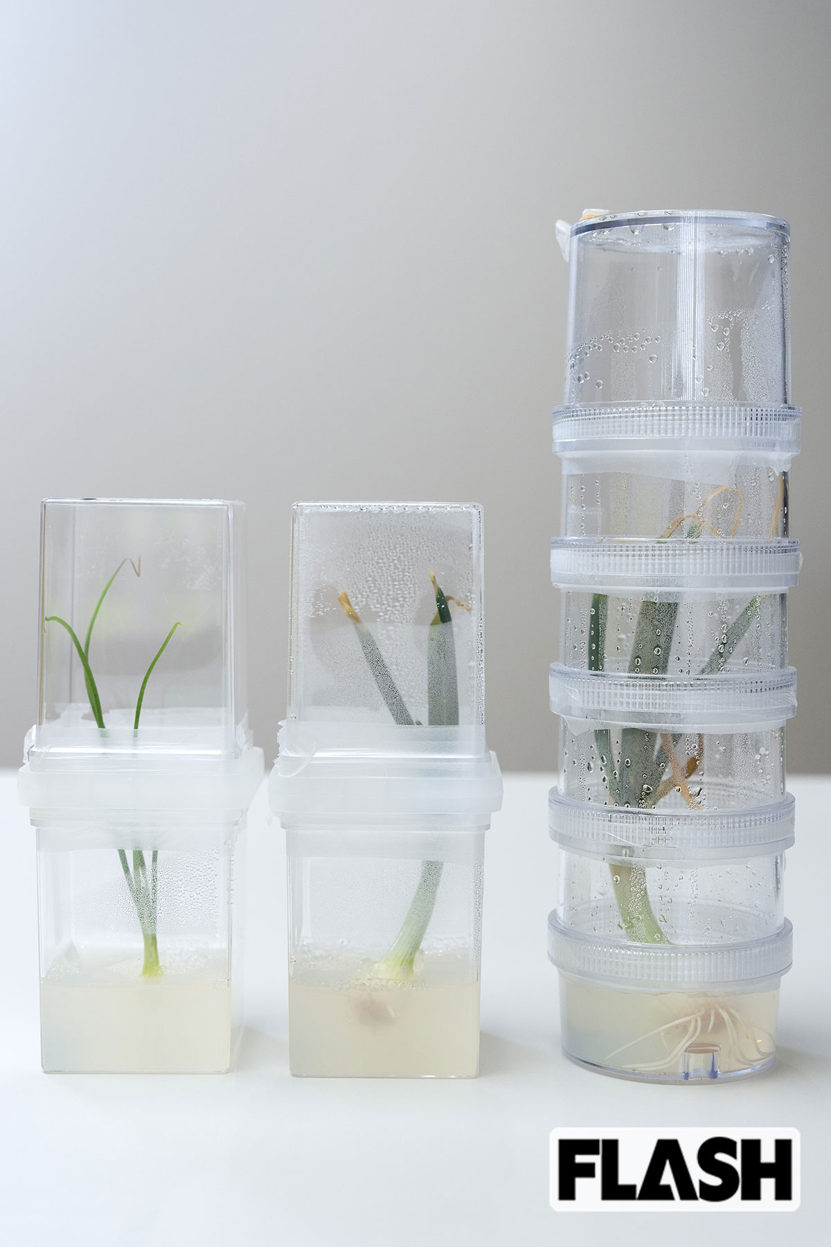 研究用に玉ねぎを自分たちで育てている