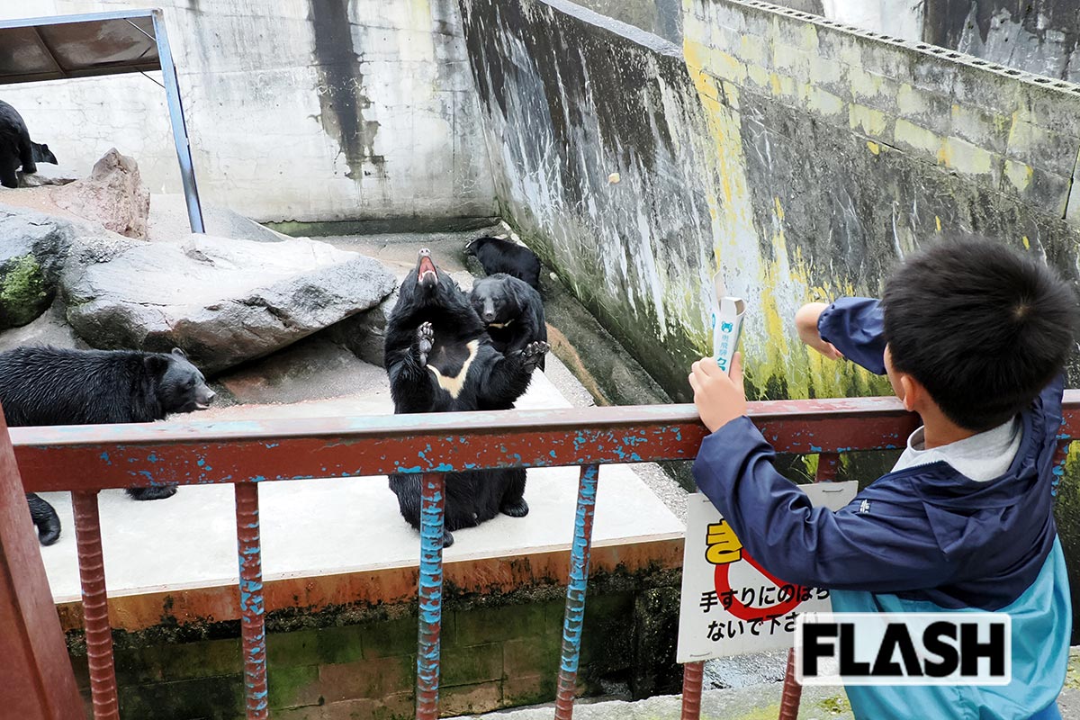 クマの反応見たさに餌やりが大人気(奥飛騨クマ牧場)