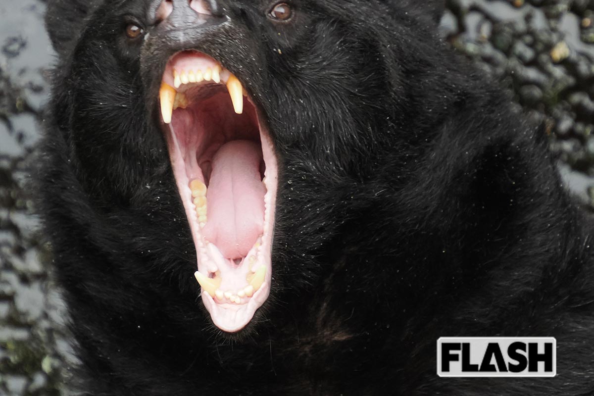 かわいいツキノワグマだが、キバは鋭い(奥飛騨クマ牧場)