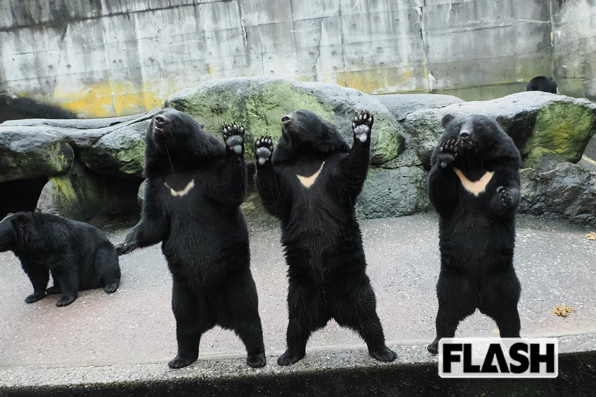 奥飛騨クマ牧場は、1976年に開園した国内有数のクマ専門施設。胸の月輪がはっきりした個体に人気が集まる