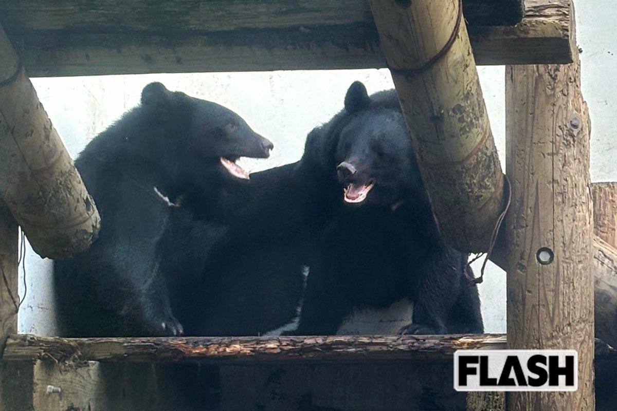 くまくま園(秋田県北秋田市)。2024年、ツキノワグマの「陸」「海」「空」が生まれ、「元気いっぱいに動きまわる姿に心が和みます」(麻戸郁弥主任)