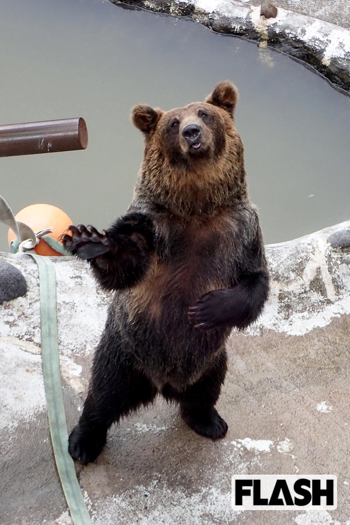 のぼりべつクマ牧場(北海道登別市)の人気者「腹ペコバレリーナ」ことベッキー(23歳)