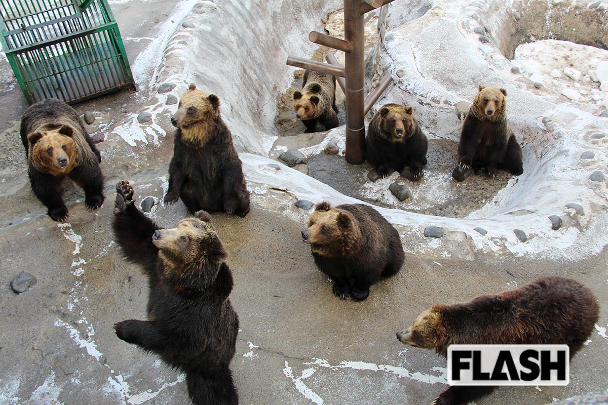のぼりべつクマ牧場で、愛嬌たっぷりに餌をねだるエゾヒグマたち