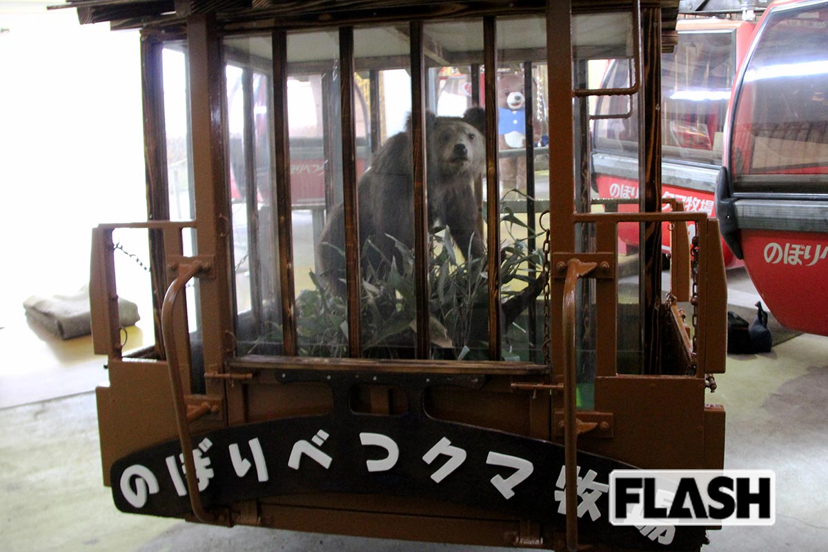 登別温泉街の中心にあるロープウェイ山麓駅から、ゴンドラで行くことができる日本最古のクマ専門施設。資料館「ヒグマ博物館」も併設され、観光と教育を兼ねた人気スポットとなっている。ゴンドラには剥製も。ぬいぐるみのような赤ちゃんグマも、11月下旬まで公開している