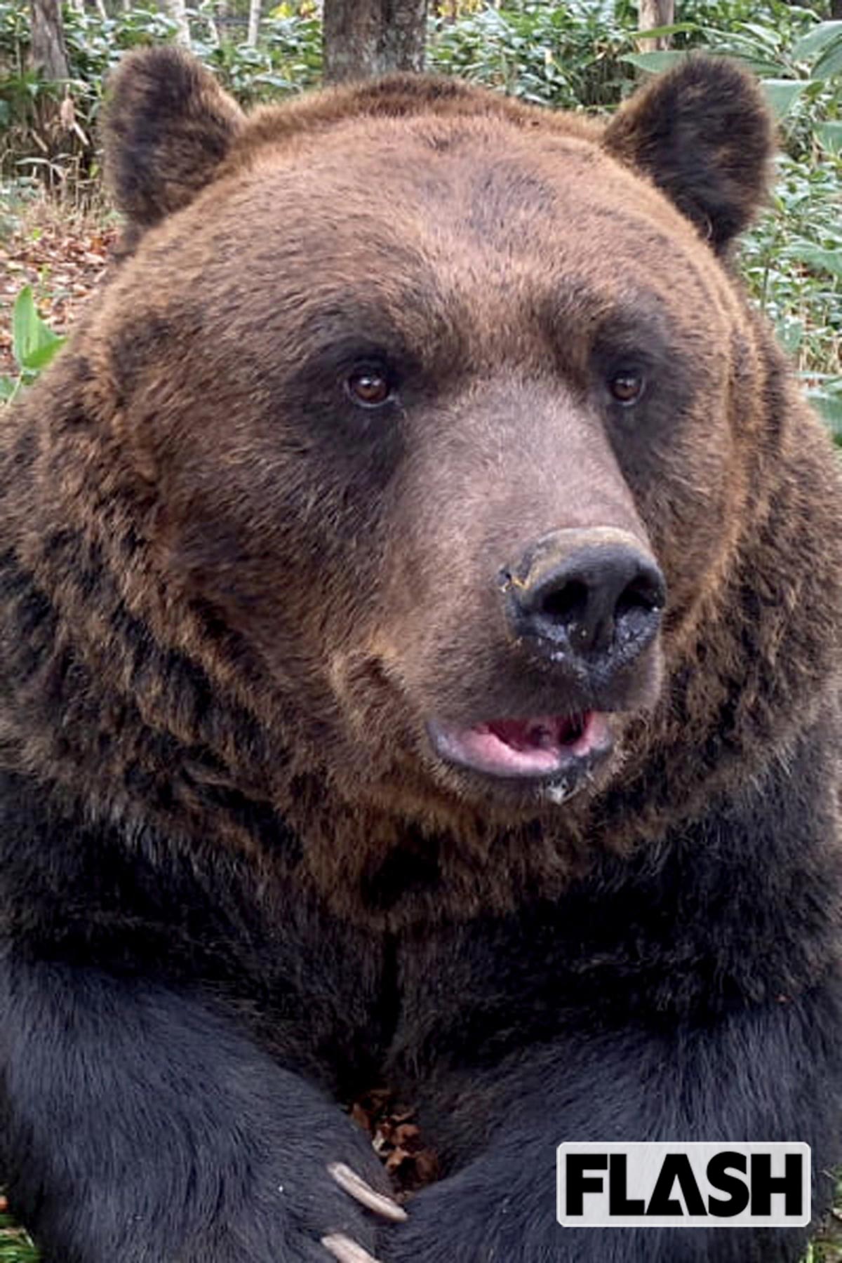 ベア・マウンテン(北海道新得町)は、十勝サホロリゾート内にある、森そのものを生息地とした “共生型” のクマ施設。観察用バスや、高架遊歩道から野生に近いエゾヒグマの行動を間近に見られるのが特徴。2025年シーズンは営業を終了したが、今後は冬眠の様子をガラス越しに観察できるツアーを開催予定。写真は、アイドル的人気だというヒロタケ(26歳)