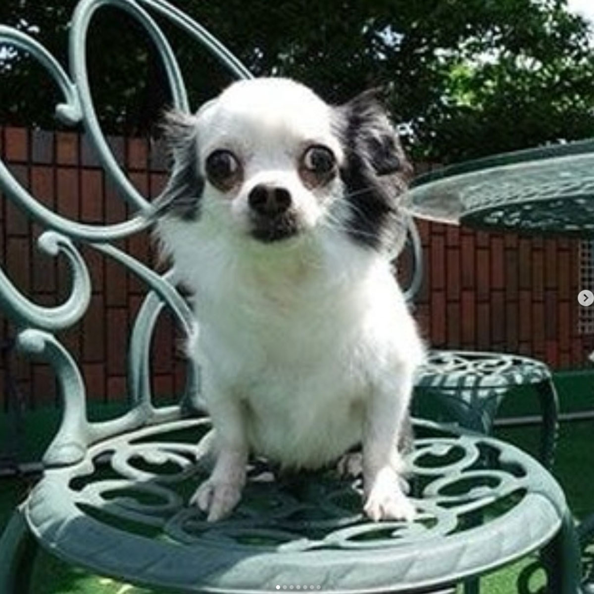 動物病院での処置もむなしく亡くなった太郎。デヴィ婦人の愛犬だった（写真・本人Instagramより）