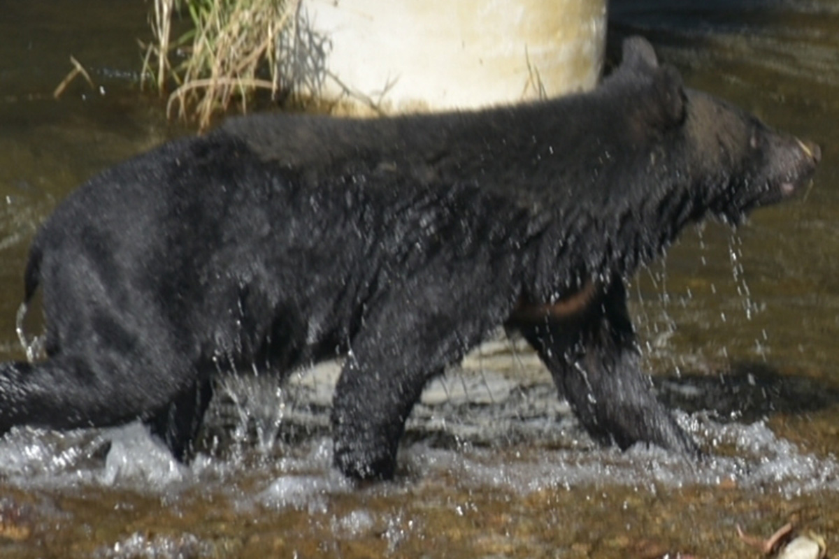 年末はクマがエサを求めて人里まで来る恐れも…「クマ遭遇リスクマップ」で判…