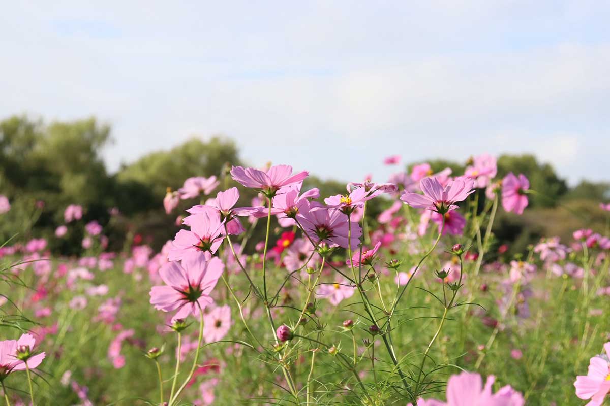 白鳥玉季が、相棒のカメラで撮るのは季節を感じる花も多い。心地よいシャッター音で風景を切り取る