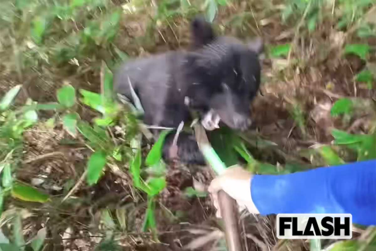 「叫びながら棒きれをアドレナリンで振り回し」子連れ母グマ急襲の“被害者”が明かした生還の一部始終【クマに勝った男たち】