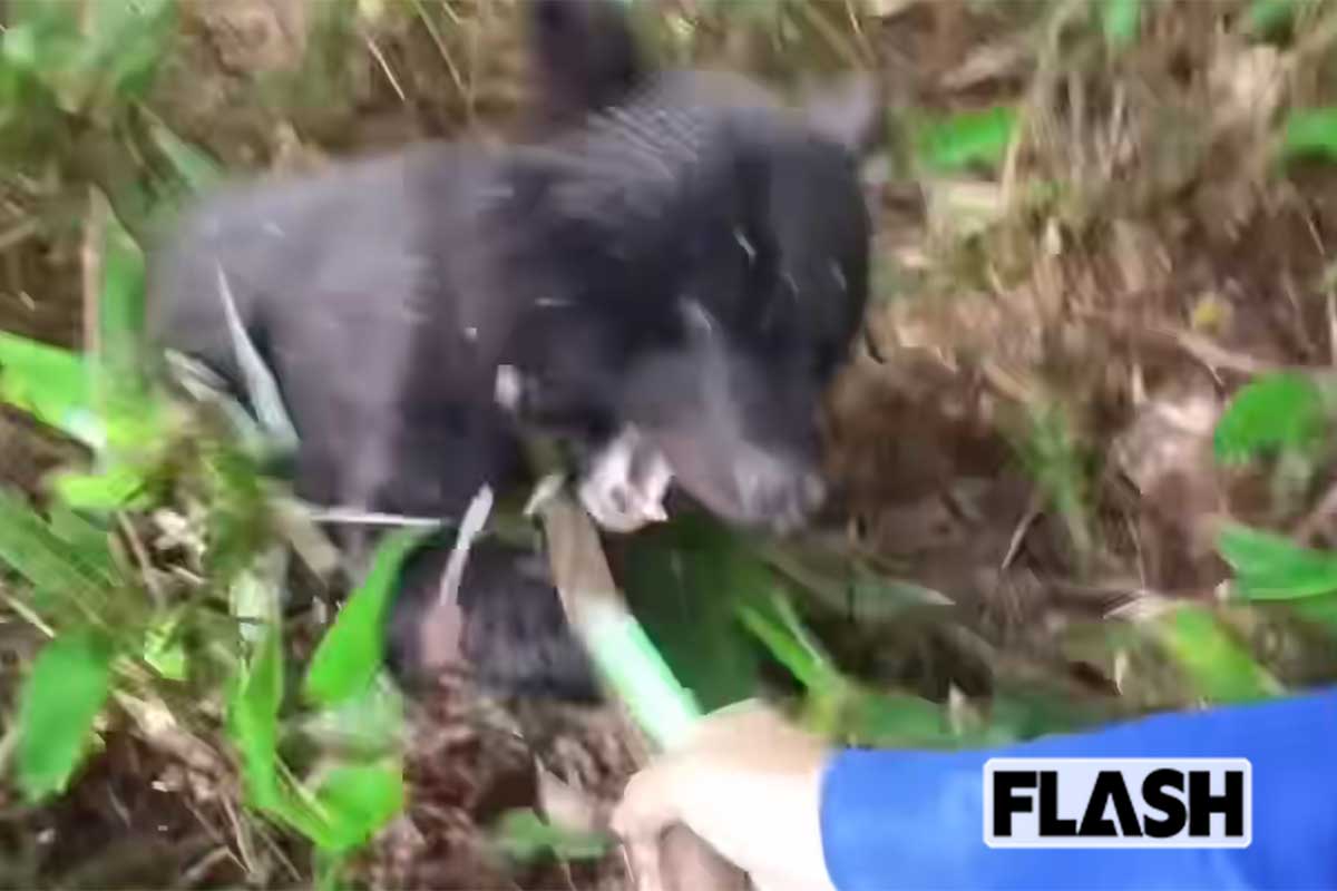 「叫びながら棒きれをアドレナリンで振り回し」子連れ母グマ急襲の“被害者”…