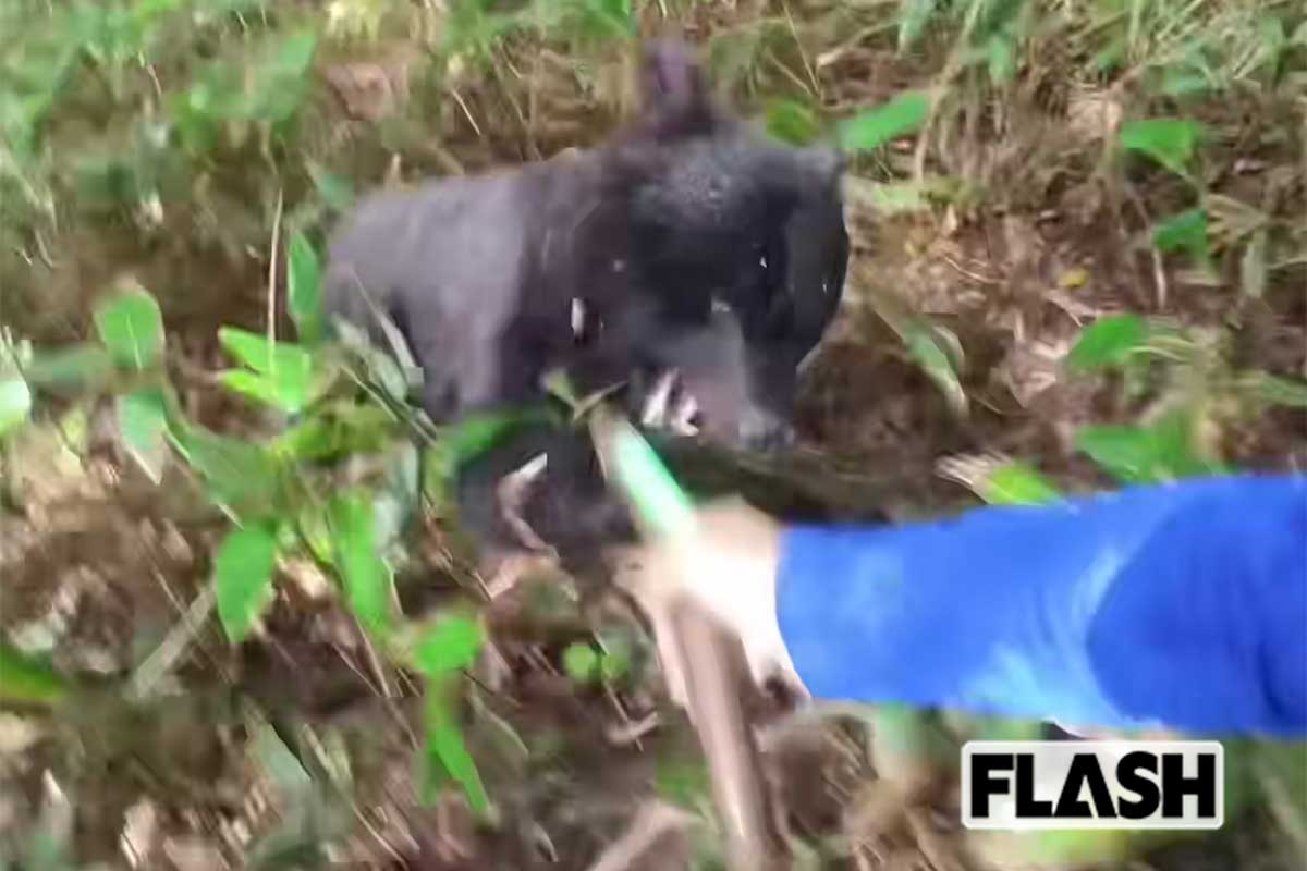 牙をむいてとびかかってくる母グマ（佐藤さん撮影）