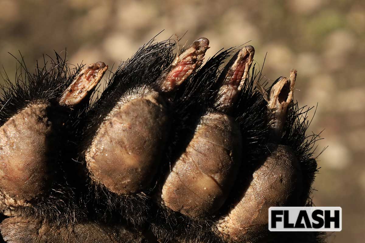「喧嘩と同じ。ビビったら負けだ」目の前で人がクマに襲われ…丸腰の“腕利き猟師”が放った“一瞬の機転”【クマに勝った男たち】