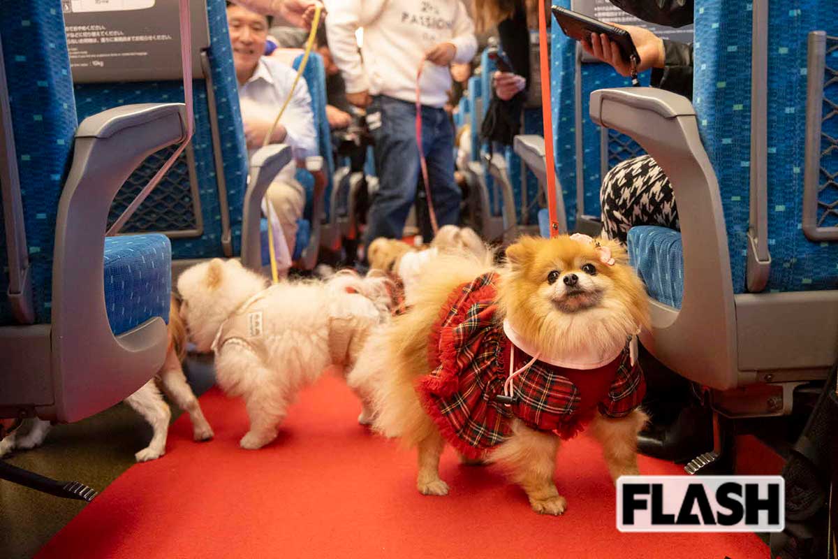 【こんな貸切車両も！（2）】「わんわんエクスプレス」／自家用車以外で、長距離旅行をしたい――そんな愛犬家の夢をかなえた。愛犬にJRの制帽をかぶせての記念撮影や、記念グッズなども。愛犬をケージから出してもOK！