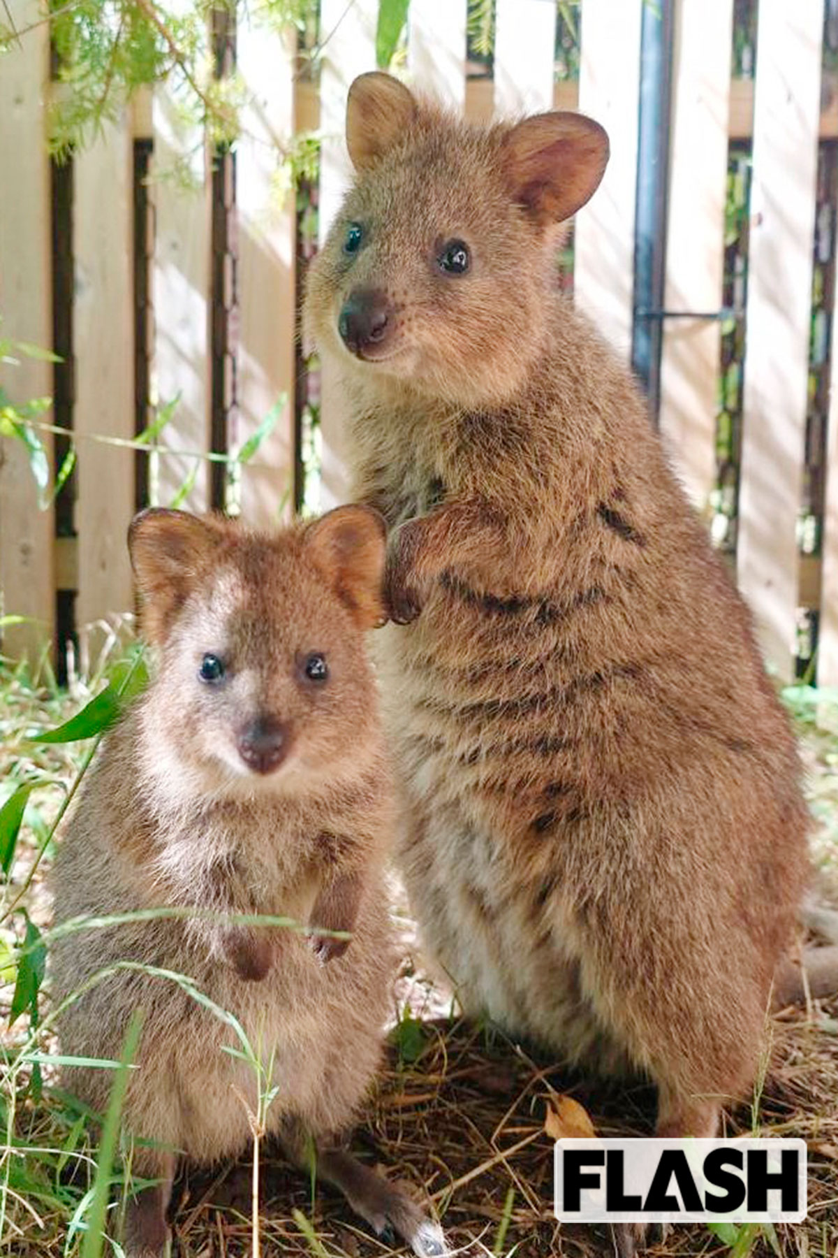 ＜クオッカ（埼玉県こども動物自然公園）＞小型カンガルー。顎の筋肉が発達し、口角が上がって笑顔に見えるため「世界一幸せな動物」とも。国内飼育は1カ所のみ。2020年にオーストラリアから来た4頭が順調に繁殖し、現在は11頭に／写真提供・埼玉県こども動物自然公園