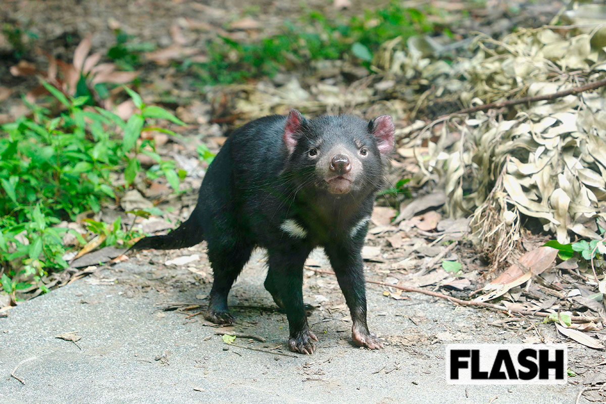 ＜タスマニアデビル（多摩動物公園）＞2024年にオーストラリアから来園。国内で見られるのはここの2頭のみ。「夜行性で開園時間中はあまり動かないのですが、ごく短時間ですが活動する様子が観られることも。タイミングよく観られた方はラッキーです」（多摩動物公園）／写真提供・（公財）東京動物園協会